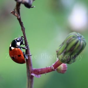 Lady Bug Wall Art Nature Photography Ladybug Print Red and Green Photography Unframed Photo Print Framed Photography Canvas Print Home Decor image 1