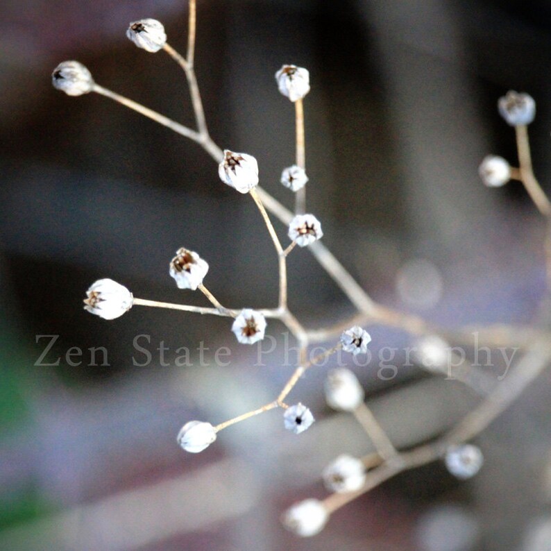 Nature Wall Decor. Winter Photography Print. Macro Photography Wall Decor. Photo Print, Framed Photography, or Canvas Print. Home Decor. image 1