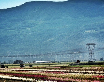 Field of Flowers Landscape Print. Landscape Photo Wall Art. Photography Print, Framed Print, or Canvas Print. Home Decor.