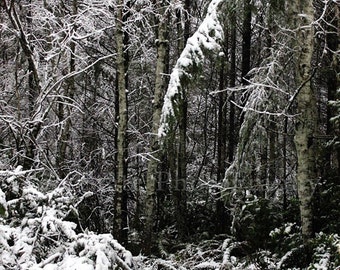 Winter Forest Landscape Photo. Snow Photography. Nature Photography. Photo Print, Framed Print, or Canvas Print. Home Decor.