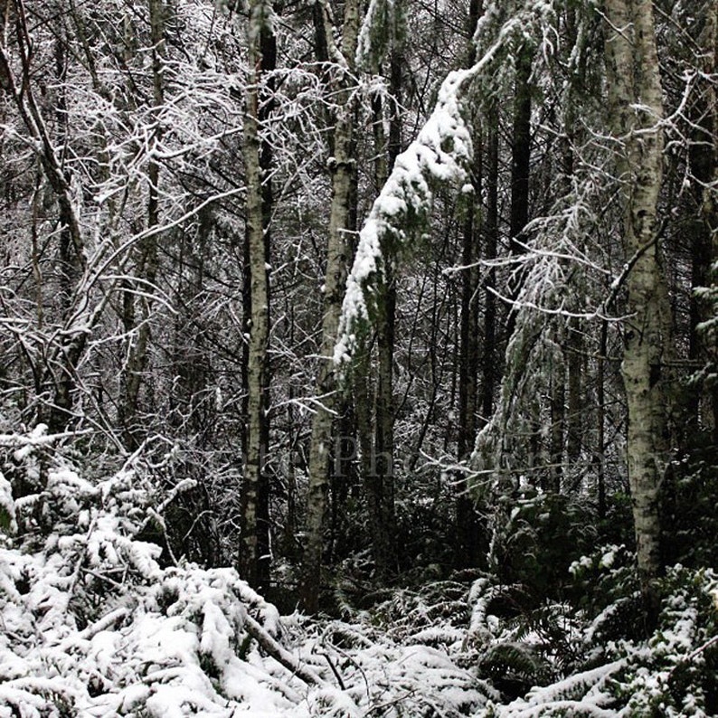 Winter Forest Landscape Photo. Snow Photography. Nature Photography. Photo Print, Framed Print, or Canvas Print. Home Decor. image 1