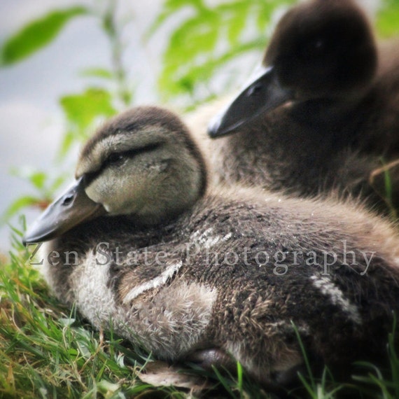 Duckling Photograph Wildlife Photo Print Brown Baby Duck Wall Etsy