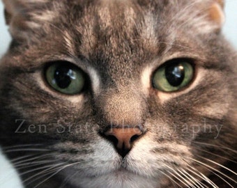 Cat Photo Print. Cat Photography. Photo Print Wall Art. Square Format Photo Print, Framed Print, or Canvas Print. Home Decor.