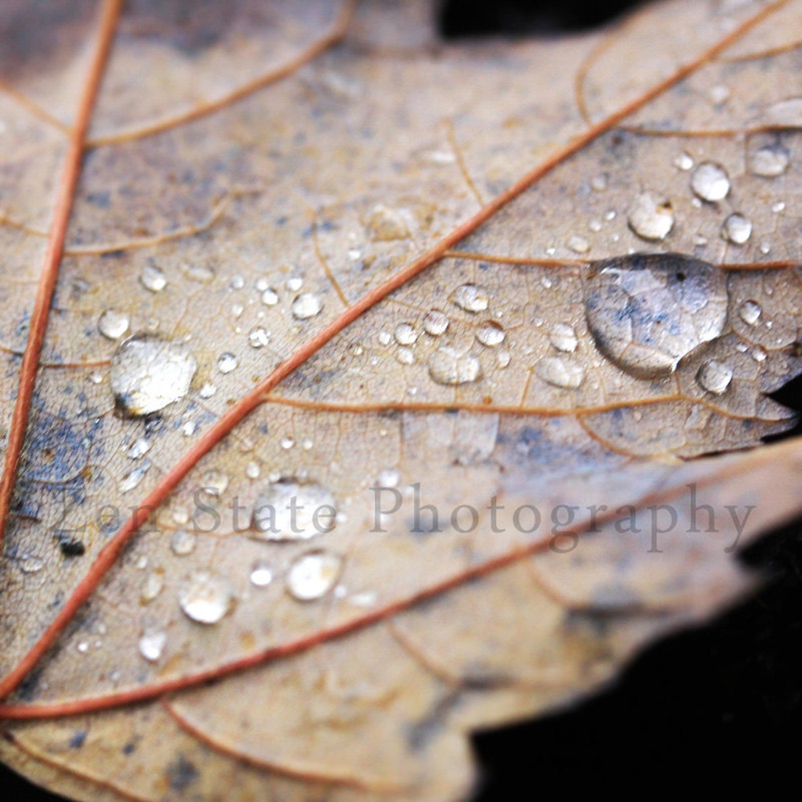 Autumn Leaf Wall Art. Nature Photography Print. Macro Etsy