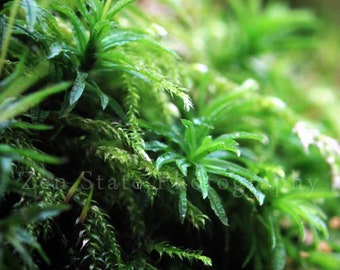 Hoh Rainforest Moss Macro Photograph. Green Nature Photography. Fine Art Photography for the Home Decor. Large Wall Art Prints.