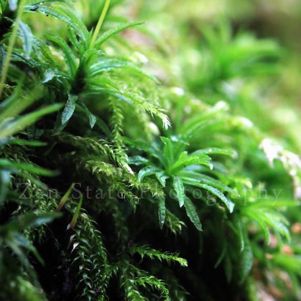 Hoh Rainforest Moss Macro Photograph. Green Nature Photography. Fine Art Photography for the Home Decor. Large Wall Art Prints.