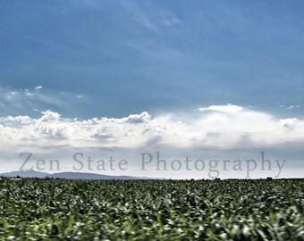 Corn Field Print Color Photography. Custom Fine Art Photography for the Home. Blue and Green Landscape Photograph. Nature Photography.