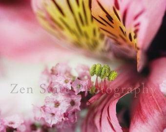 Summer Blooms Fine Art Print Pink Flowers Kitchen Art Flower Garden Wall Art Ready to Hang Unframed Photography Framed Print Canvas Art