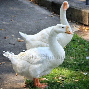 Chinese Geese Photo. Wildlife Photography. Bird Wall Decor. Bird Photography. Unframed Photo Print, Framed Photography, Canvas Print. image 1