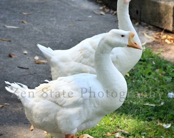 Chinese Geese Photo. Wildlife Photography. Bird Wall Decor. Bird Photography. Unframed Photo Print, Framed Photography, Canvas Print.
