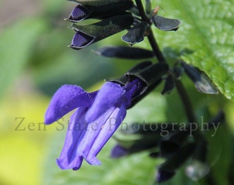 Flower Photography Print. Macro Photography. Blue Flowers Wall Hanging. Photo Print, Framed Print, or Canvas Print. Home Decor.