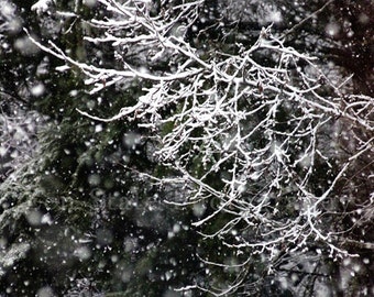 Winter Snow Photography. Landscape Photo Print. Nature Photography. Square Format Photo Print, Framed Print, or Canvas Print. Home Decor.