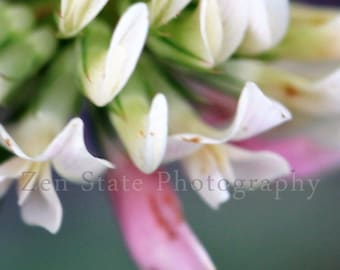 Pink and White Fine Art Print Clover Flower Wall Art Flower Photography Wall Decor Unframed Photo Print Framed Photograph Canvas Print