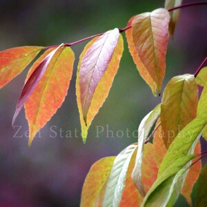 Autumn Leaves Afire Nature Print Leaf Photography. Autumn Fine Art Print Wall Decor Unframed Photo Print, Framed Photography, Canvas Print image 1
