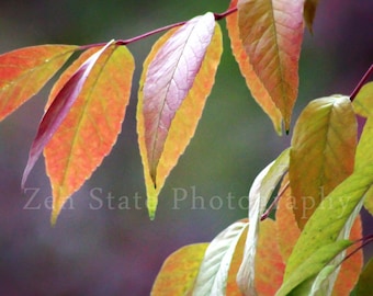 Autumn Leaves Afire Nature Print Leaf Photography. Autumn Fine Art Print Wall Decor Unframed Photo Print, Framed Photography, Canvas Print