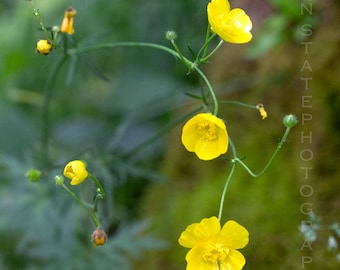 Buttercup Flower Photography Print. Macro Photography. Yellow Flower Decor. Unframed Photo Print, Framed Photography, or Canvas Print.
