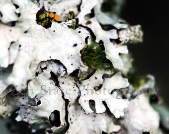 Foliose Lichen Nature Print Biology Phototography Nature Photograph Wall Art Unframed Photo Print Framed Print Canvas Print Home Decor