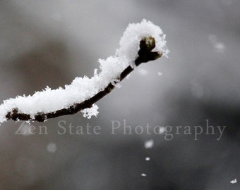 Winter Print. Nature Print. Snow Photography. Macro Photography Print. Winter Wall Decor. Photo Print, Framed Photo, or Canvas Print.