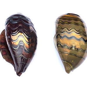 May include: Two seashells with a wavy, striped pattern. One shell is brown with gold and silver stripes, the other is gold with black and silver stripes.