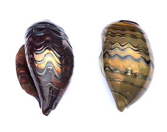 Collectible, Hand Blown, Artist Signed, Lamp Work, Art Glass Sea Shells In Either Burgundy Copper Or Warm Brown With Gold
