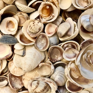 2.7LB Assorted Clam Shells: Craft Supplies, Sailor&#39;s Valentine, Mosaics