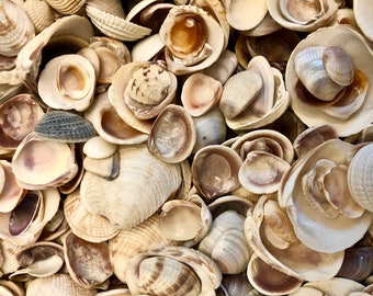 Mixed 2.7LB  Lot Of Assorted Size & Type Of Clam Shells For Sailor's Valentine, Mosaics, Jewelry Making, Home Decor And Artful Embellishment