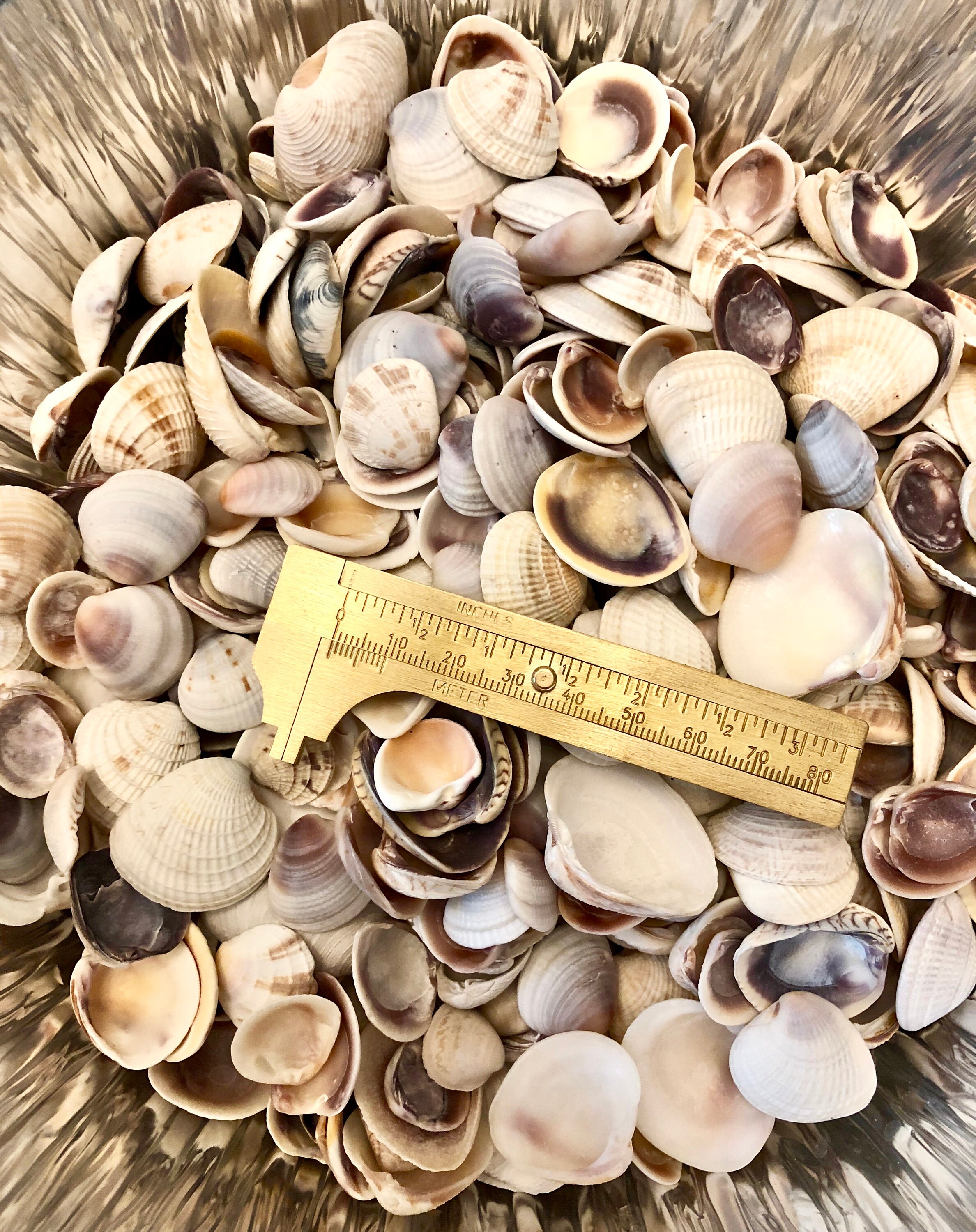 Mixed 2.7LB Lot Of Assorted Size & Type Of Clam Shells For Etsy