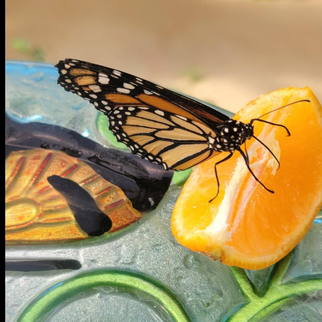 蝶、オオカバマダラ、繭、蛹、ライフサイクル、 - Etsy 日本, image size:1080x1080