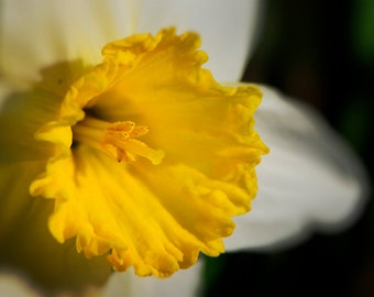 Dafodill, flower, photograph, wall art, yellow & white