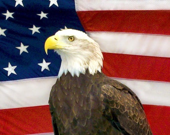 Weißkopf-Seeadler mit US-Flagge, Adler, Vogel, Fotografie, Wandkunst,