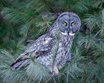 Grey Owl 2, Fotografie, Wandkunst, Vögel, Eule, Eulen, Natur, Tiere