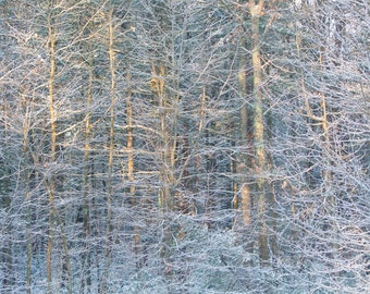 Sonne Strahl auf eisigen Wald, Fotografie, Winter, Wandkunst, blau & weiß