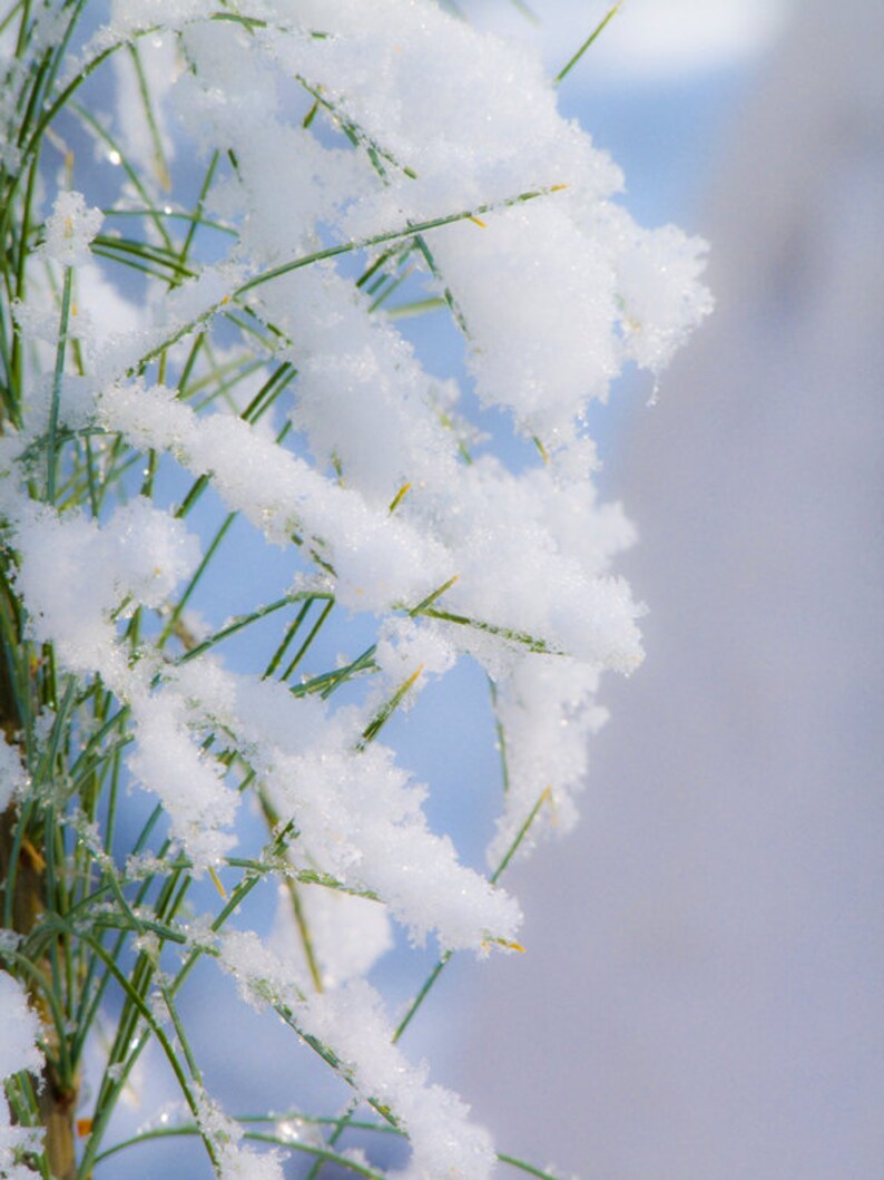 Grass with Snow, photography, wall art, green&white image 1