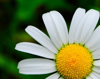 Porträt einer Daisy, Fotografie, Blume, Wandkunst, weiß, gelb und grün