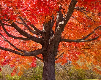 Herbst Ahorn, rot, Baum, Wand-Kunst, Fotografie, Herbst, New Hampshire
