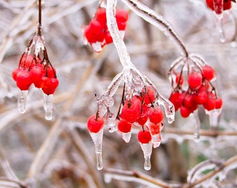 Iceberries, Fotografie, Wandkunst, Winter, Eis, rot & weiß