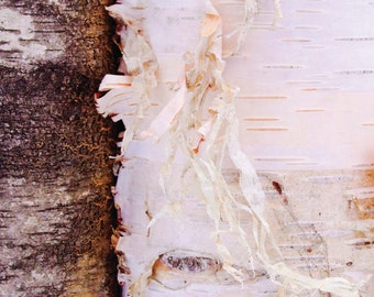 Peeling Birch Bark, photography, wall art, tree, nature,