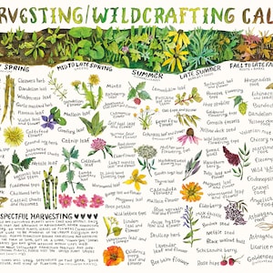Harvesting & Wildcrafting Calendar