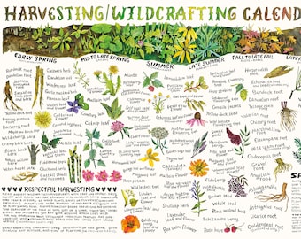 Herbal Harvesting Wildcrafting Chart Poster