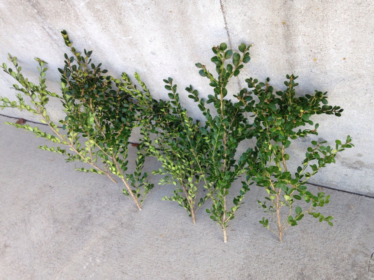 Boxwood Flowers Fresh Cut Floral Decor Wreath Natural Wedding - Etsy