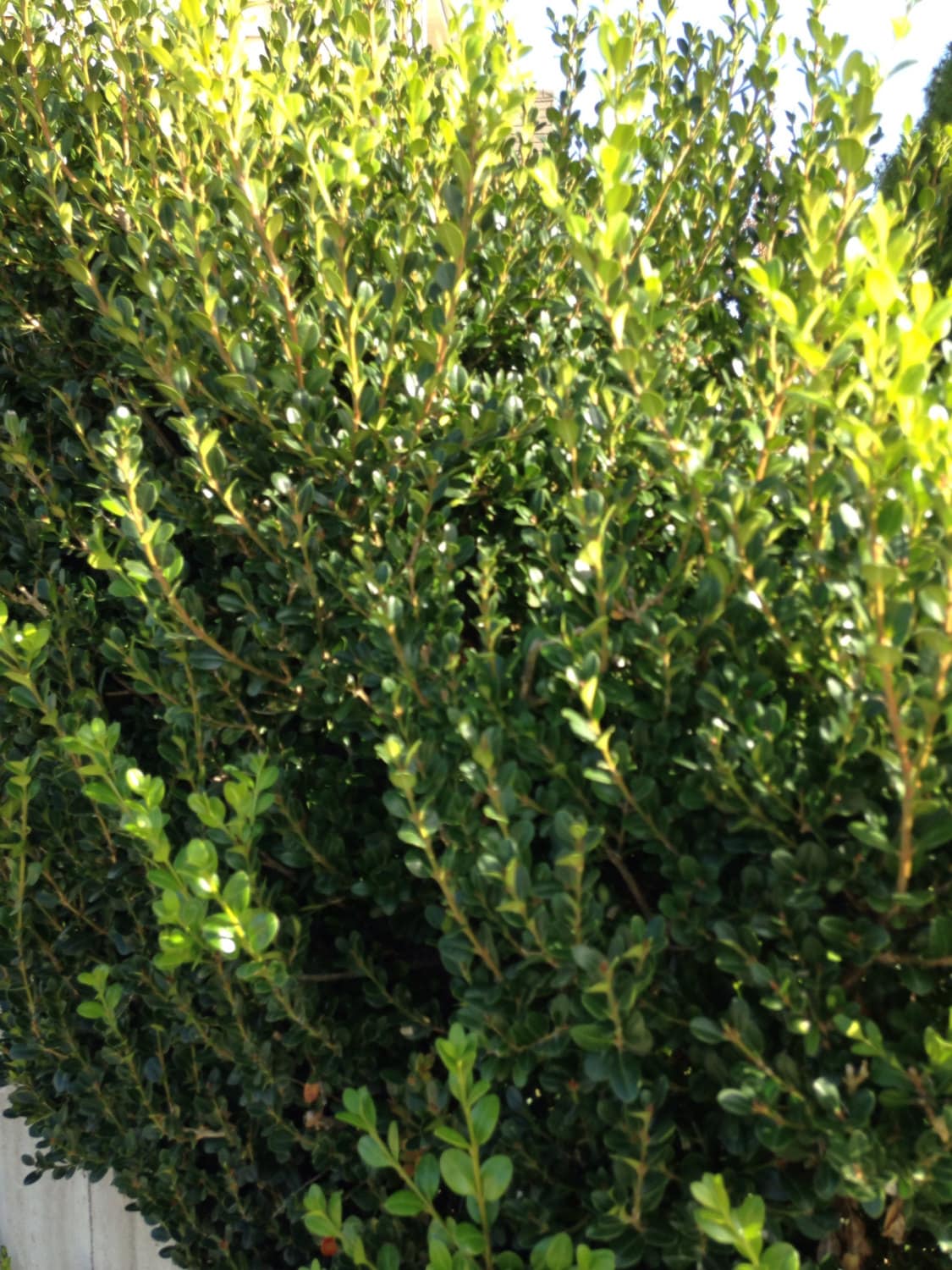 Boxwood Flowers Fresh Cut Floral Decor Wreath Natural Wedding | Etsy