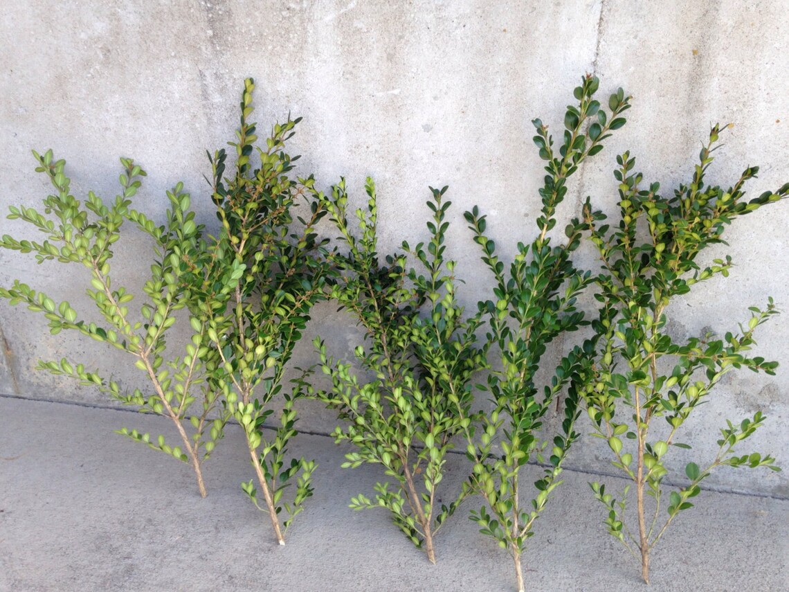 Boxwood Flowers Fresh Cut Floral Decor Wreath Natural Wedding - Etsy