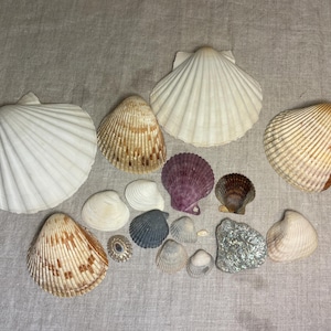 Collection of 15 clam shells real natural beach decor