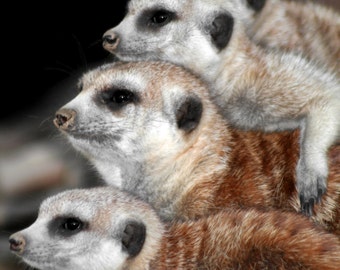 Meerkat, Baby Animal Photography, Nature Photography, Wildlife Photo, Nursery Decor, Girl's Room Wall Print, Meercat Photo, Meercat Print