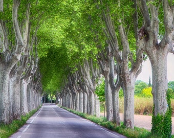 Provence France Tree Photography French Country Decor French Wall Art Landscape Photograph France Travel France Photograph Trees Art Print