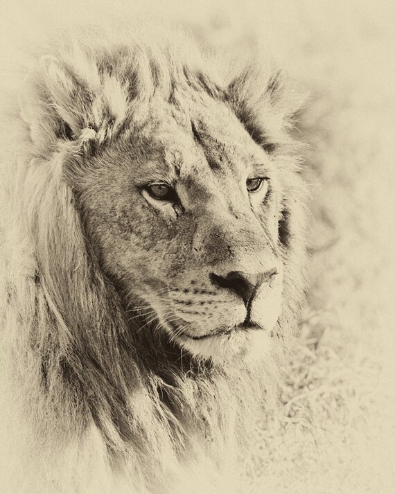 Lion, Lion Portrait Wildlife Photography Safari Photo Animal Photography Lion Wall Print Man Cave Decor Male Art Boyfriend Gift Wildlife Art