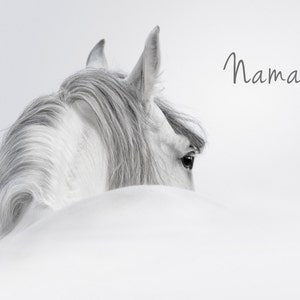 Pu&ograve; includere: Un cavallo bianco con una lunga criniera e coda &egrave; parzialmente nascosto nella neve. Il cavallo guarda a destra, e il suo occhio &egrave; visibile. La parola "Namaste" &egrave; scritta in grigio nell'angolo in alto a destra dell'immagine.