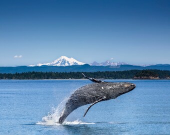 Whale Breaching, Whale Art, Wildlife Wall Art, Whale Wall Decor, San Juan Islands, Washington Travel Photo