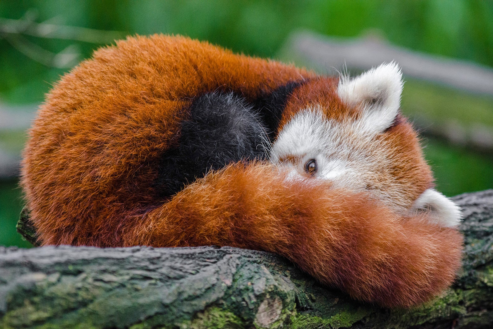 Красная панда вид сбоку. Медведь красная панда. Млекопитающие рыжая панда. Животные боком фото. Млекопитающие красная панда.