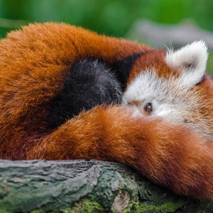 Red Panda Picture, Red Panda Print, Panda Gift, Nursery Wall Print, Nursery Art, Girls Room Wall Art